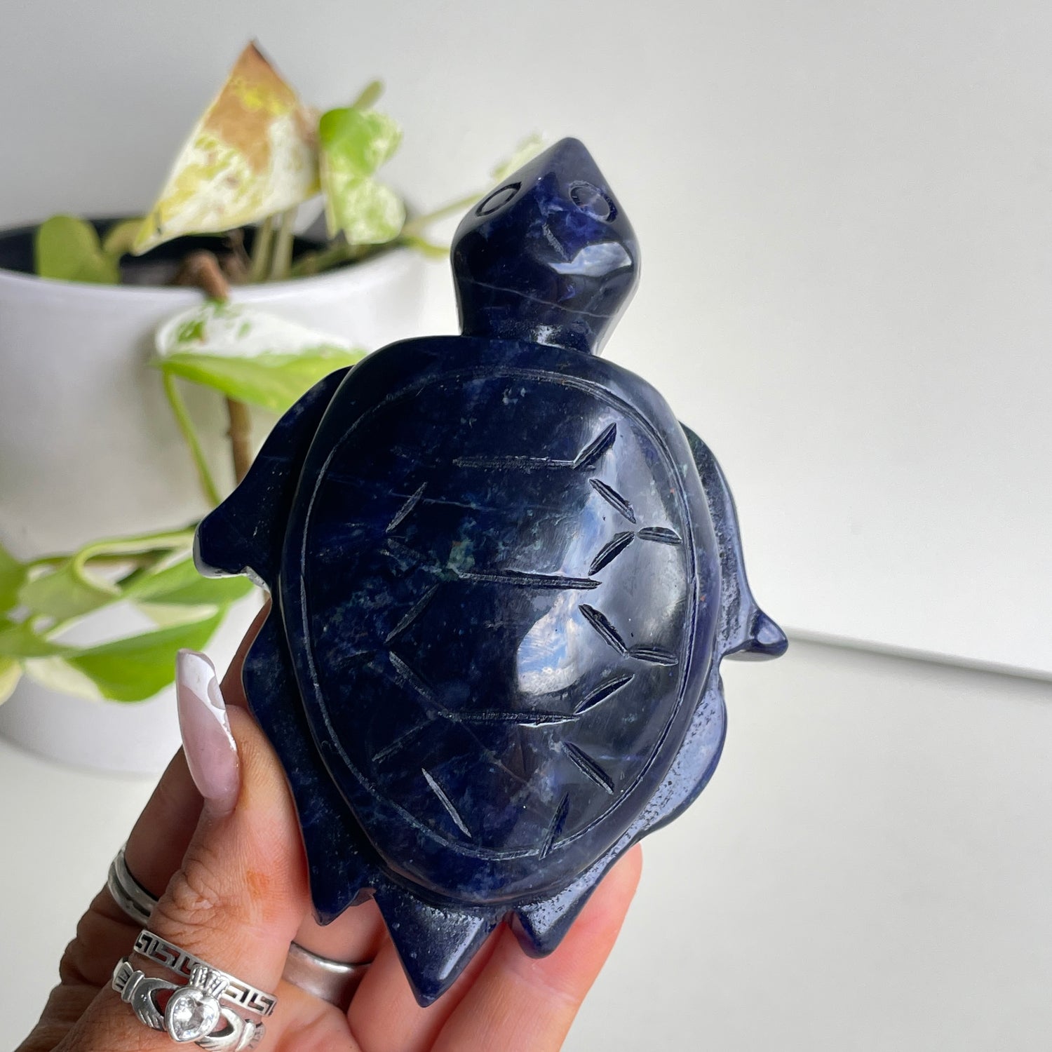 Sodalite Turtle 6