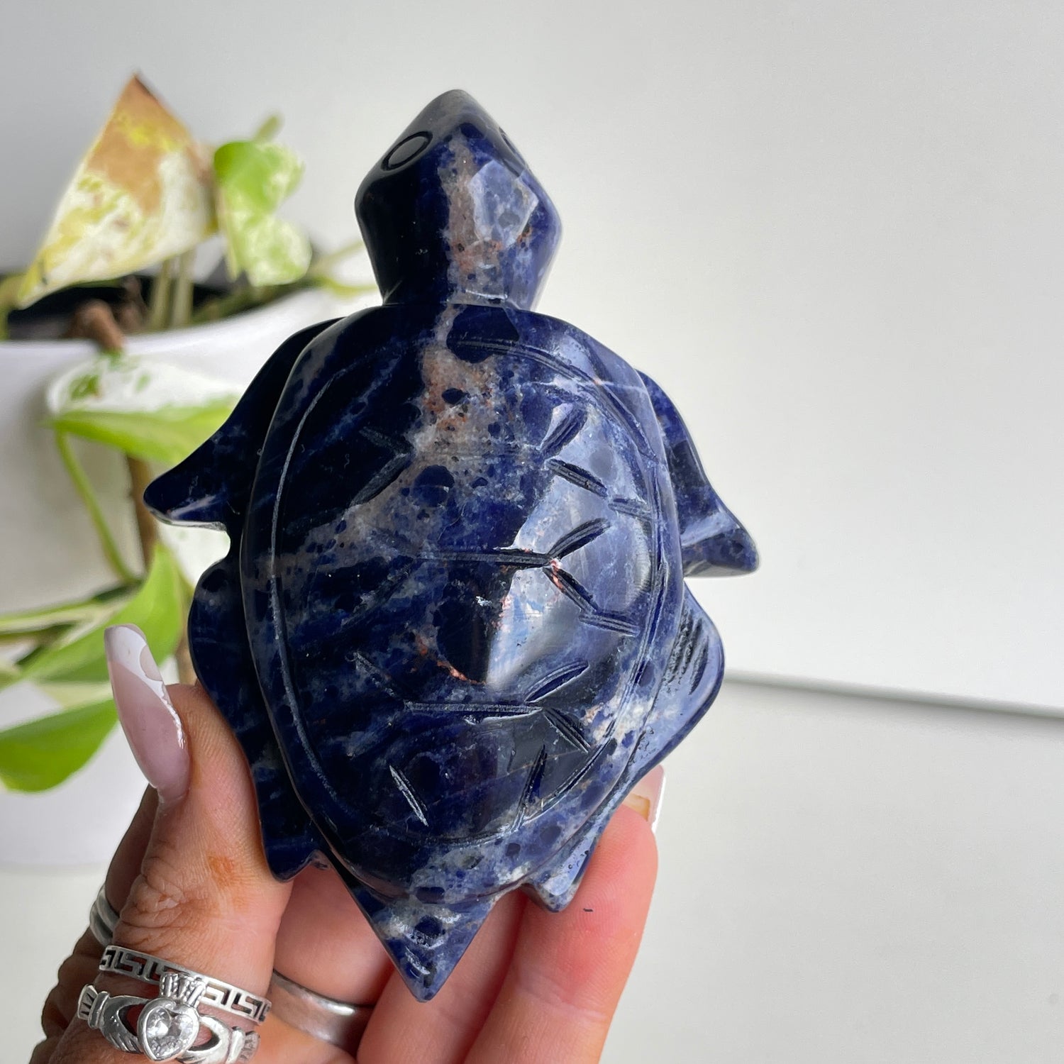 Sodalite Turtle 7