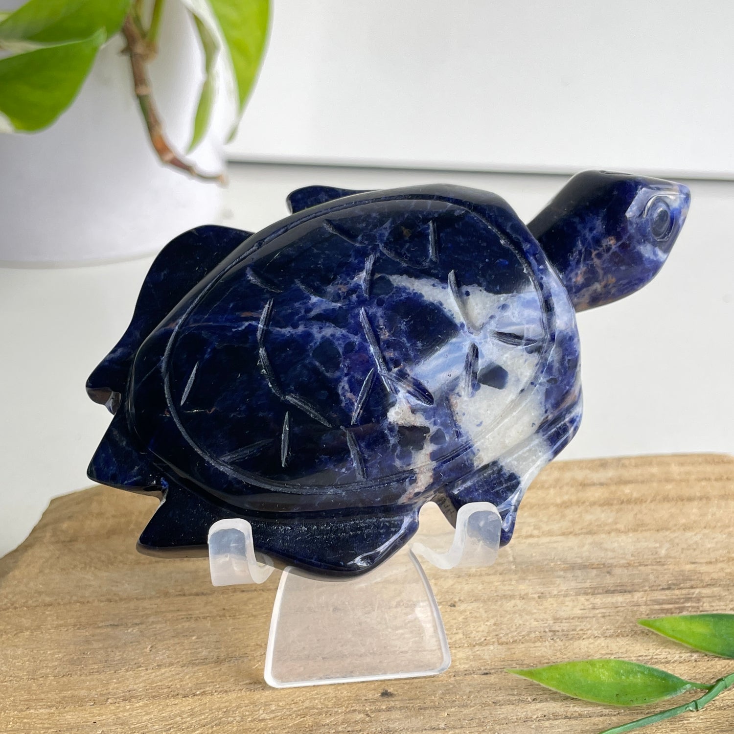 Sodalite Turtle 8