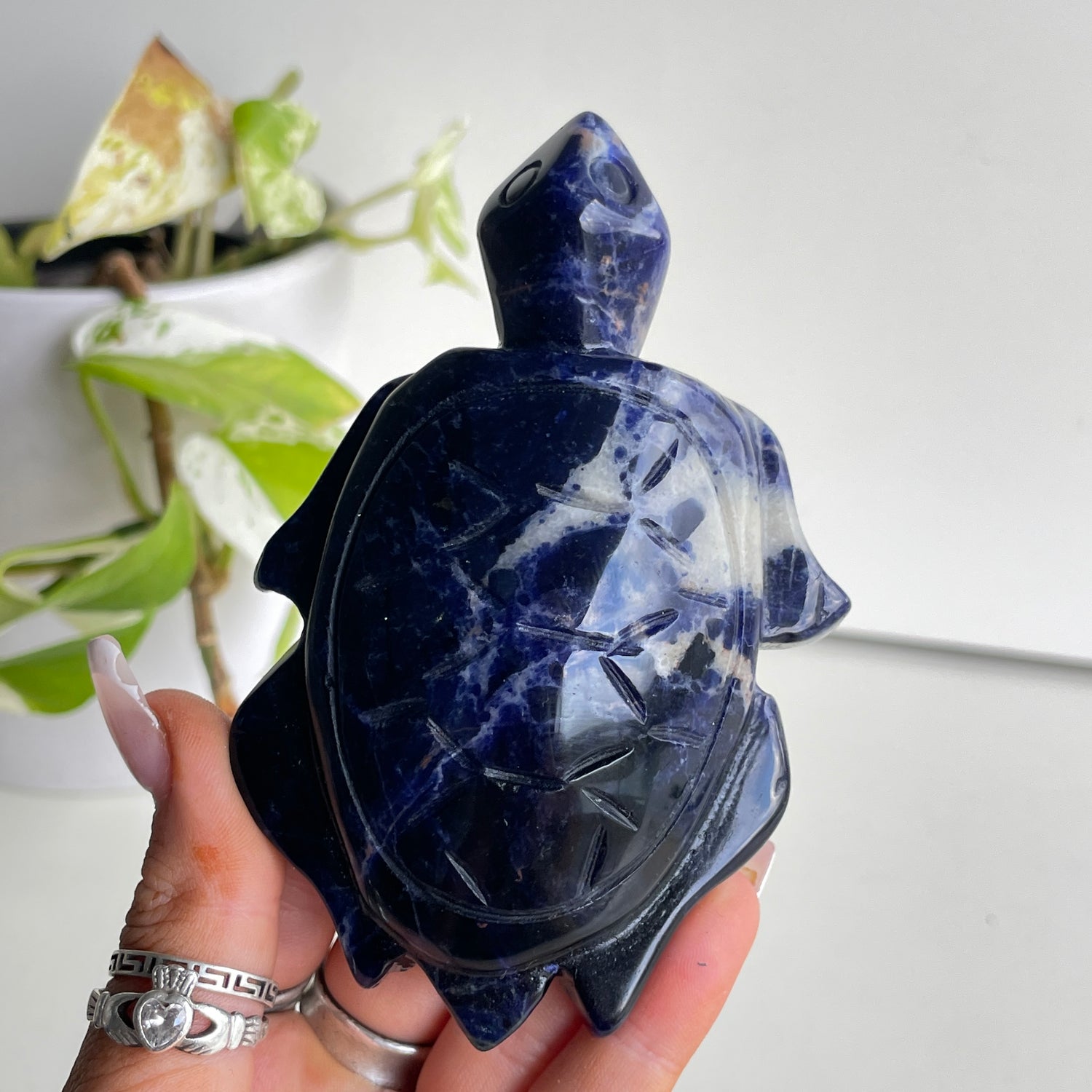 Sodalite Turtle 8