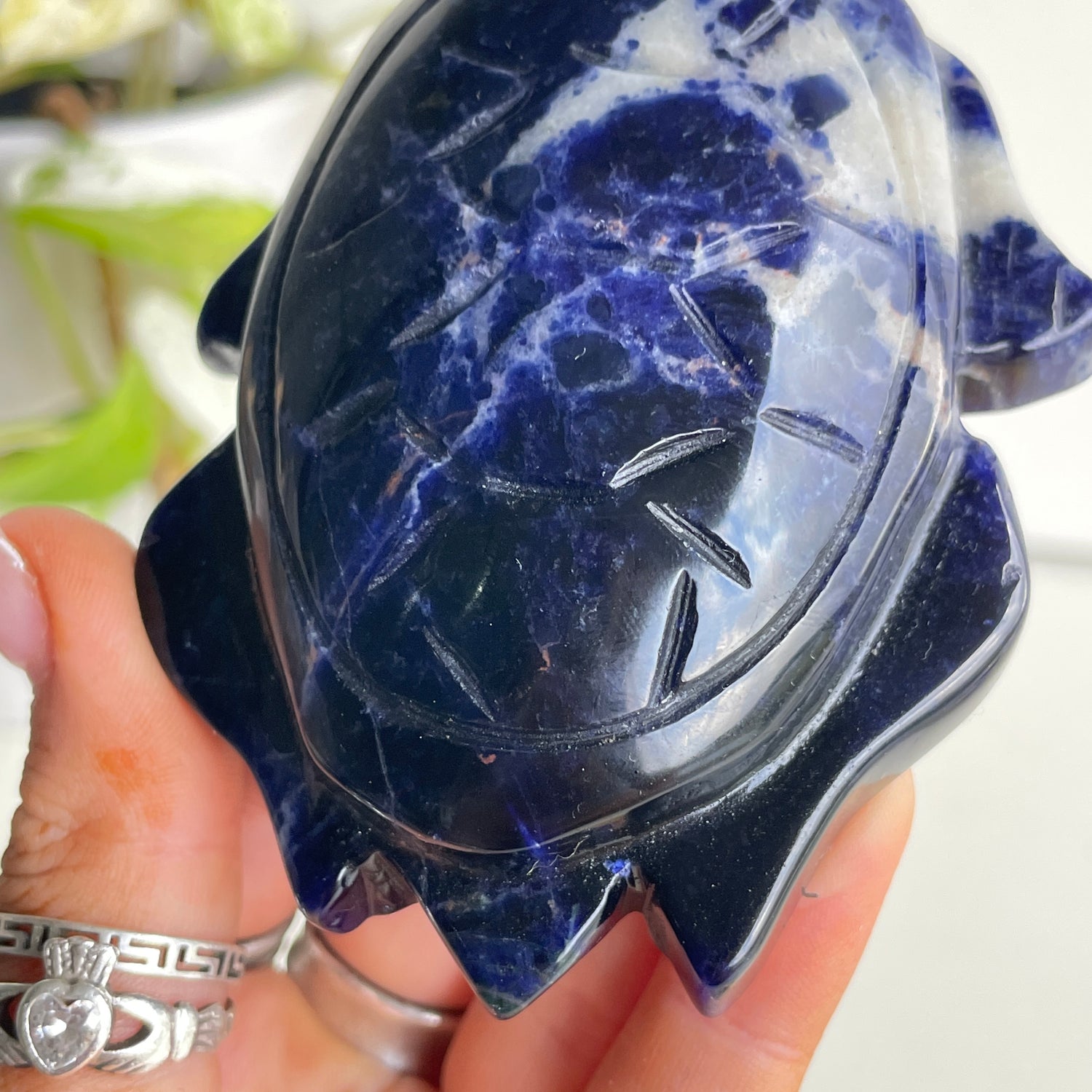 Sodalite Turtle 8