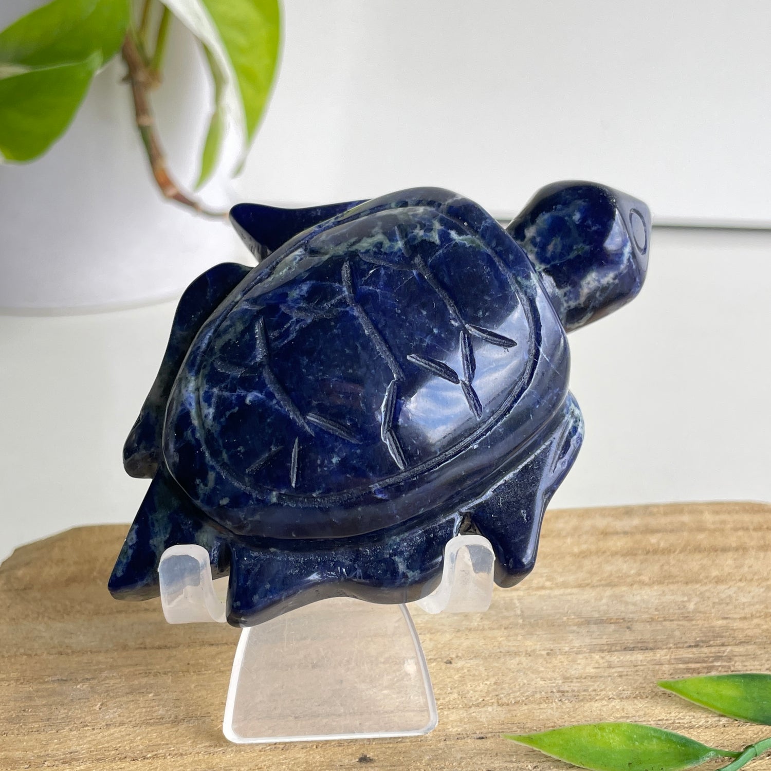 Sodalite Turtle 9