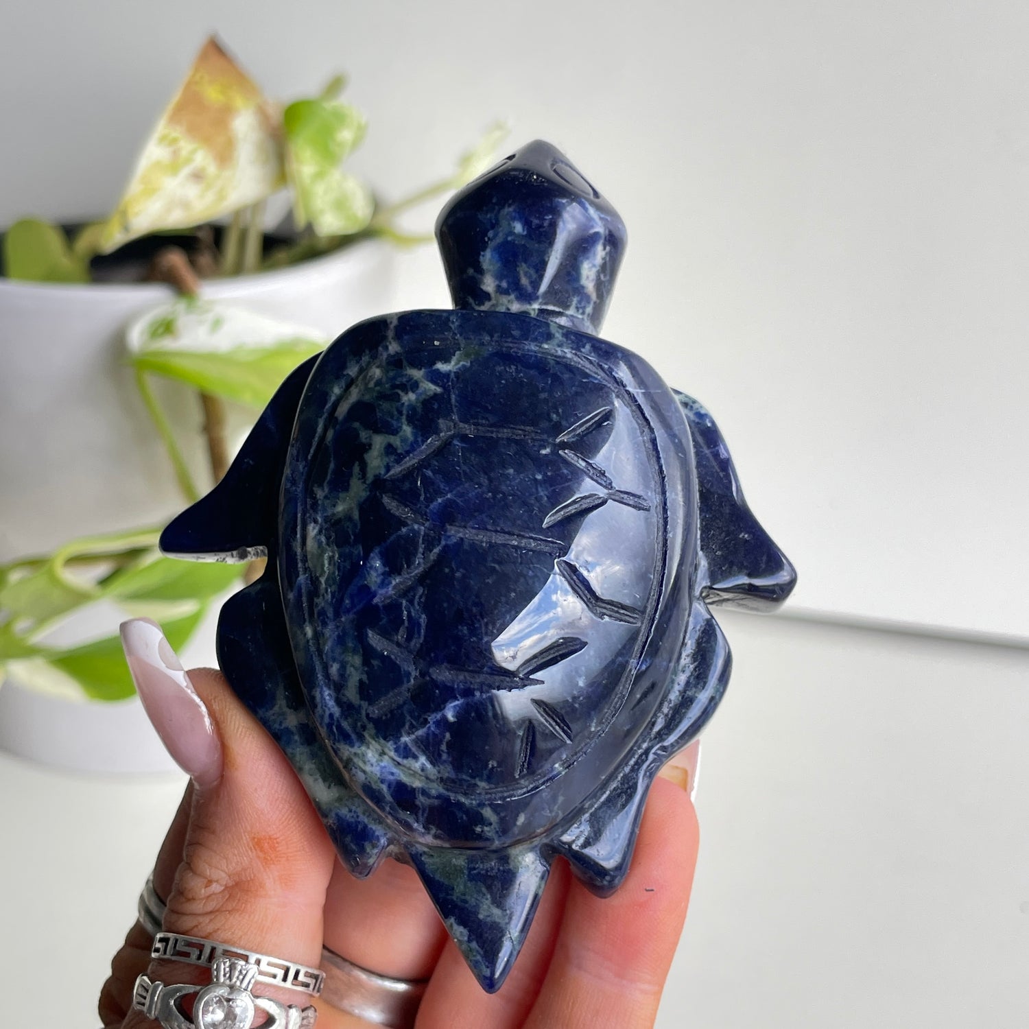 Sodalite Turtle 9