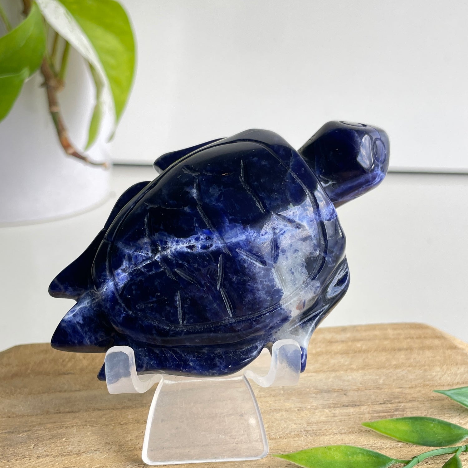 Sodalite Turtle 10