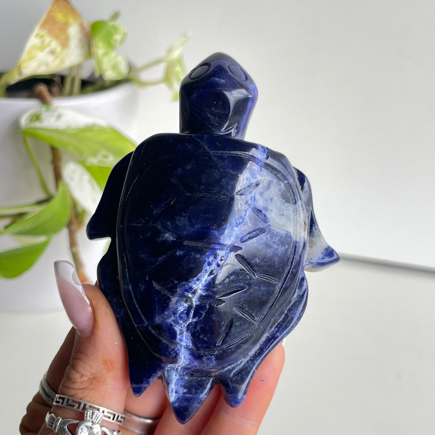 Sodalite Turtle 10