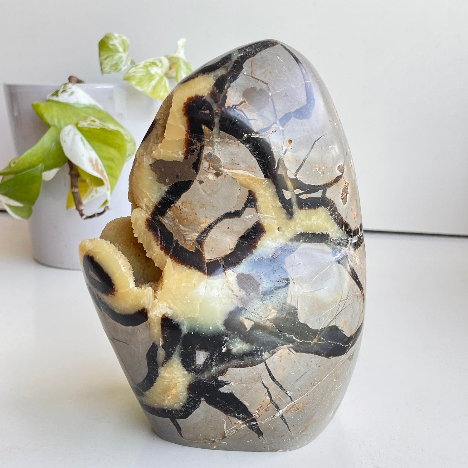 Septarian Freeform 17.2cm