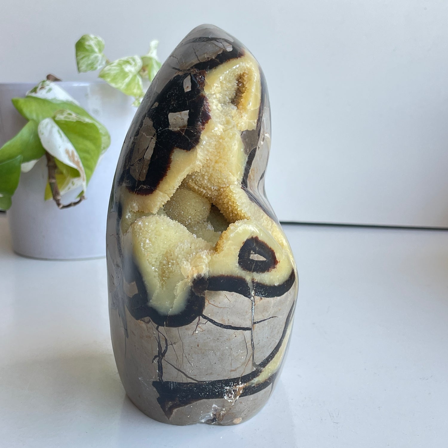 Septarian Freeform 17.2cm