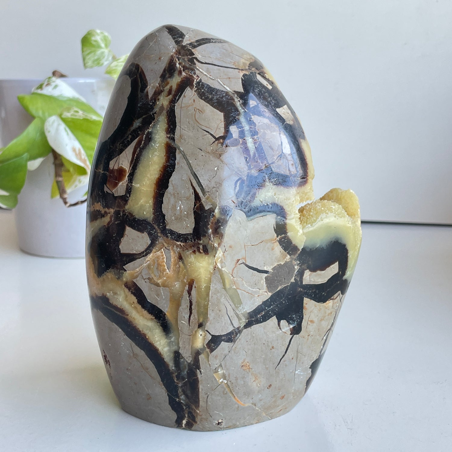 Septarian Freeform 17.2cm