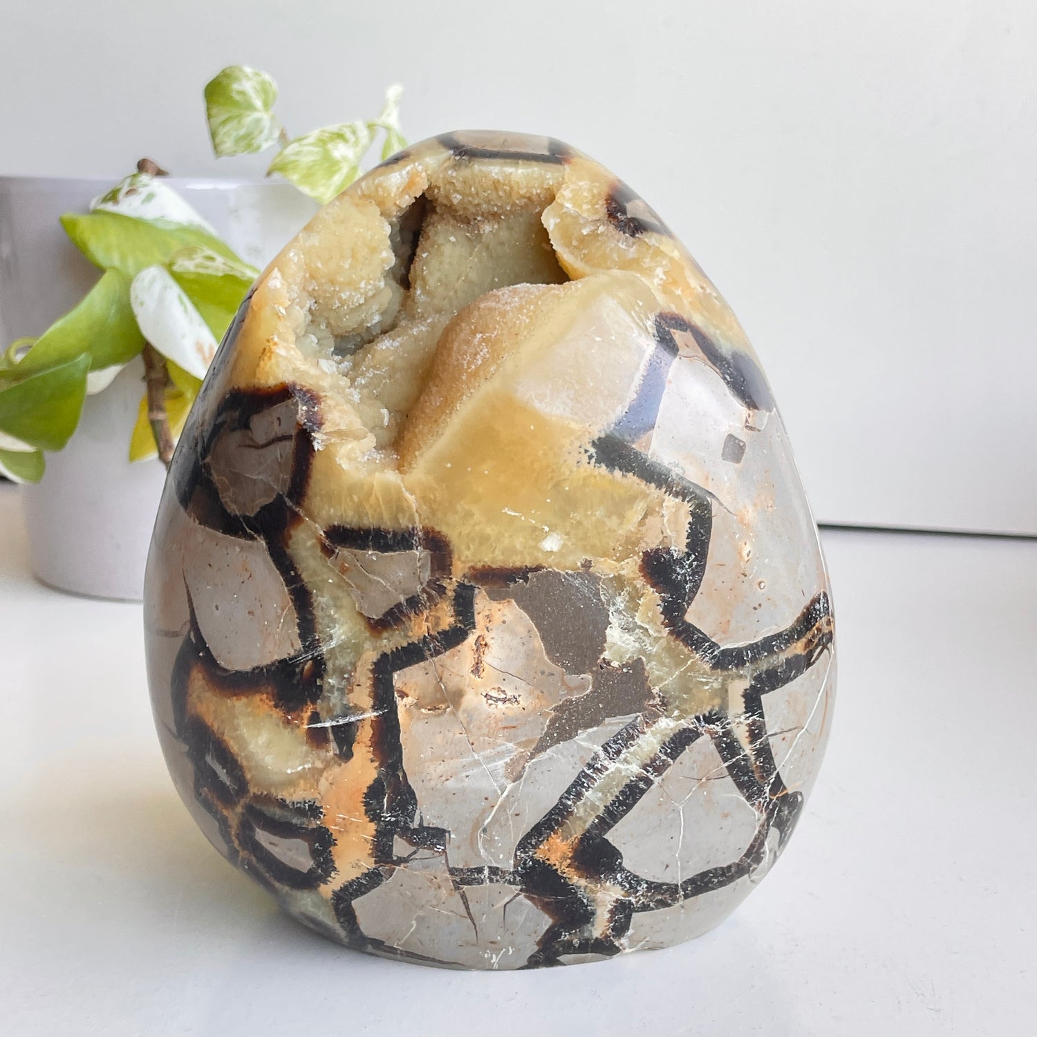 Septarian Freeform 16.5cm