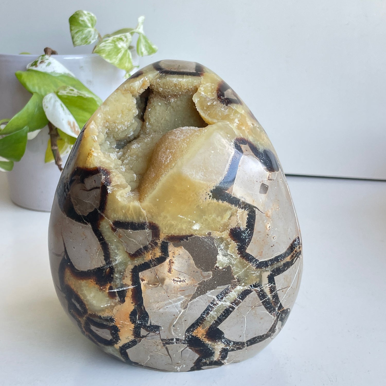 Septarian Freeform 16.5cm