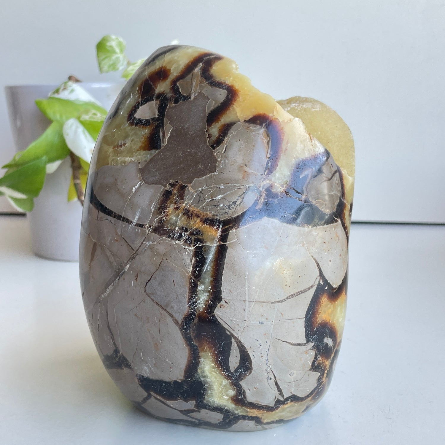 Septarian Freeform 16.5cm