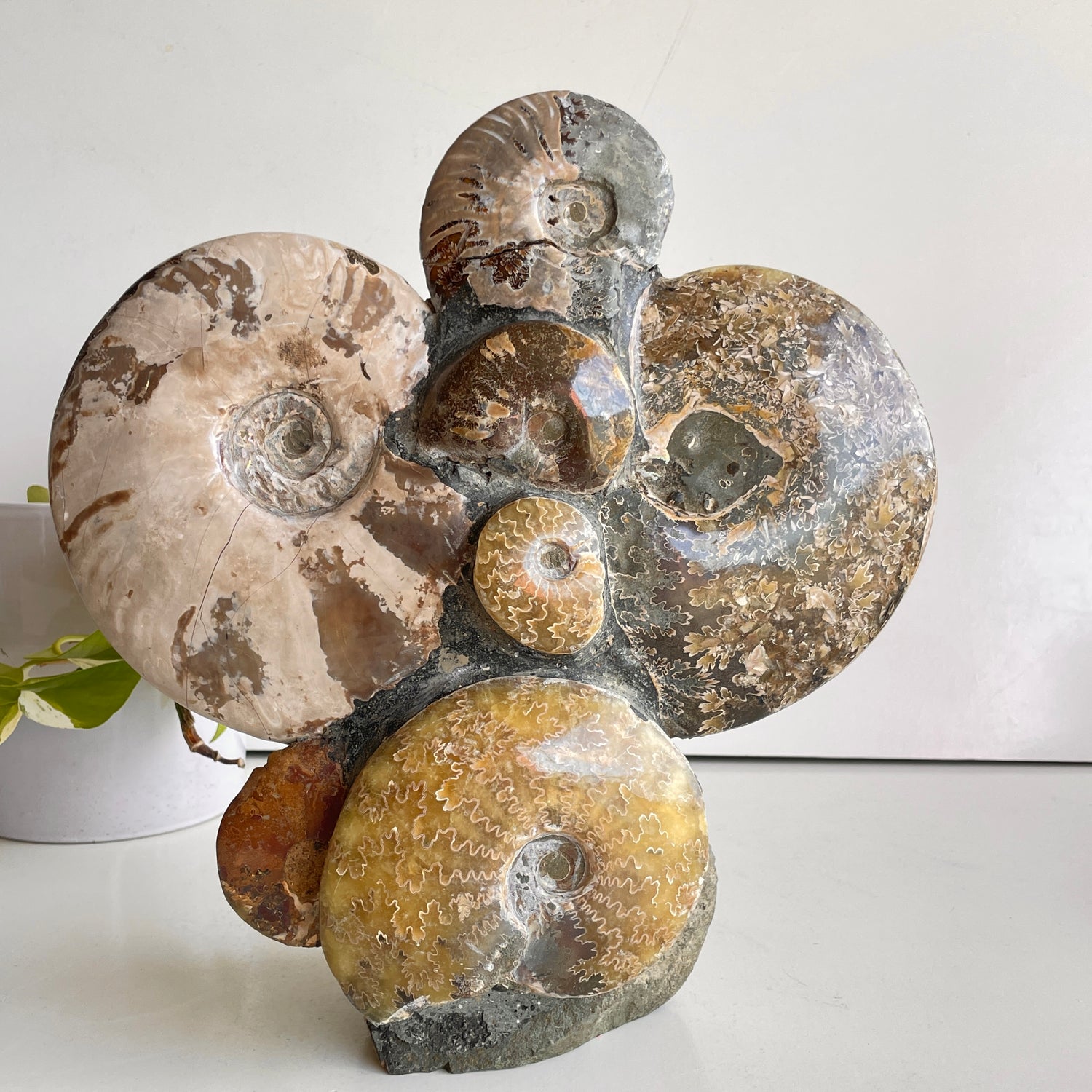 Ammonite Pce 2