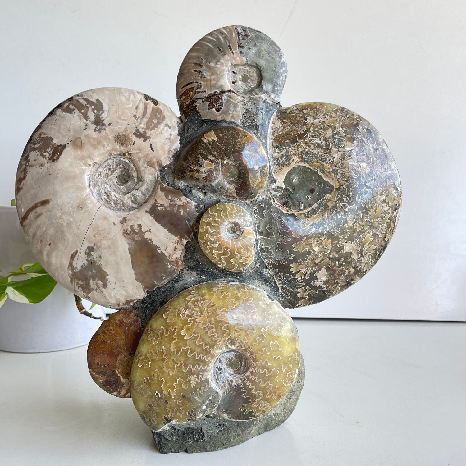 Ammonite Pce 2