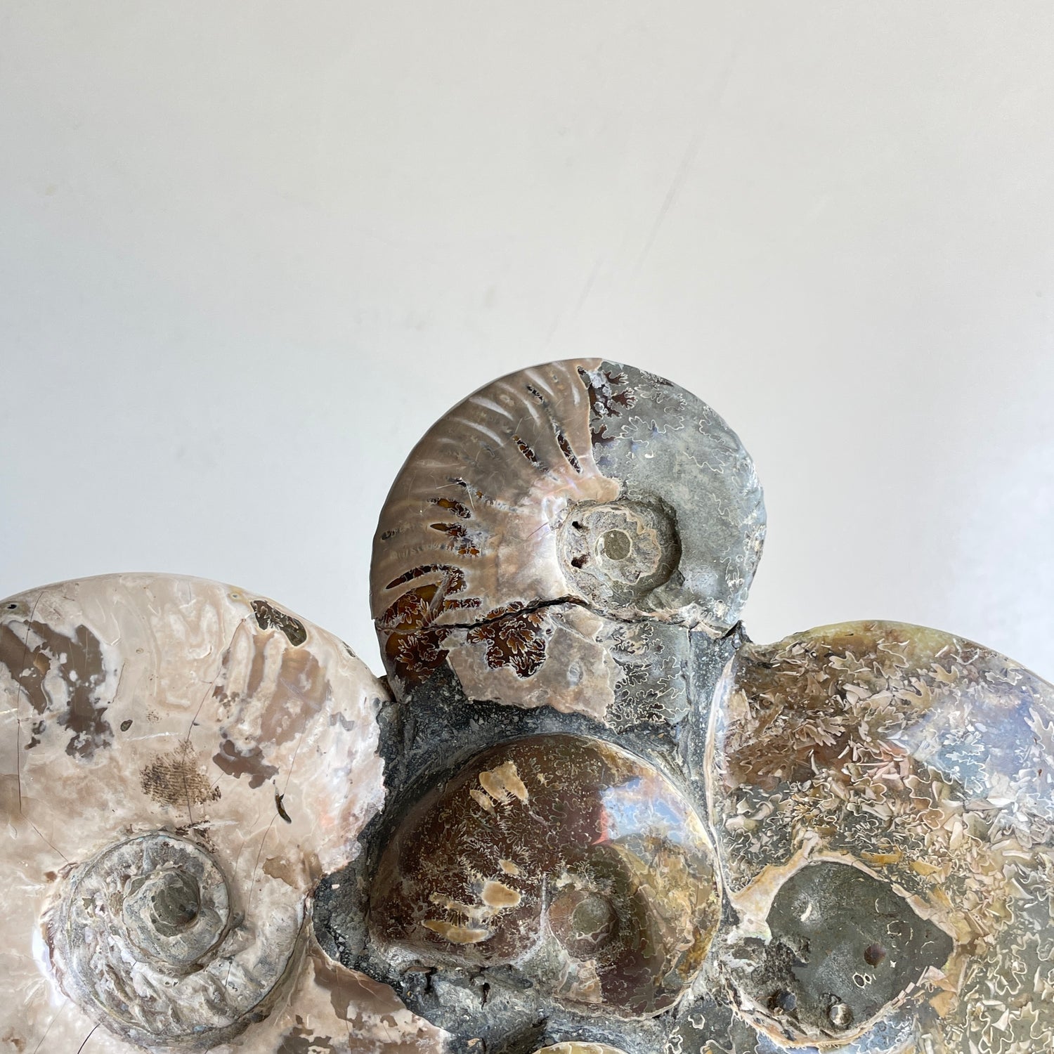 Ammonite Pce 2