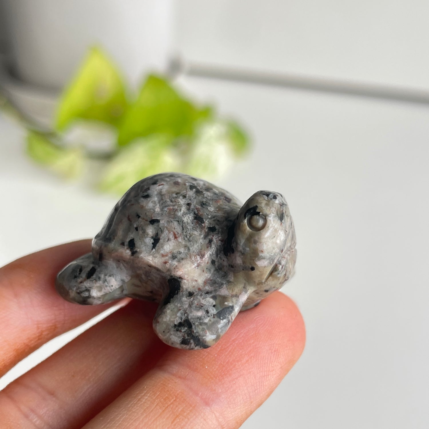 Crystal Turtle Assorted