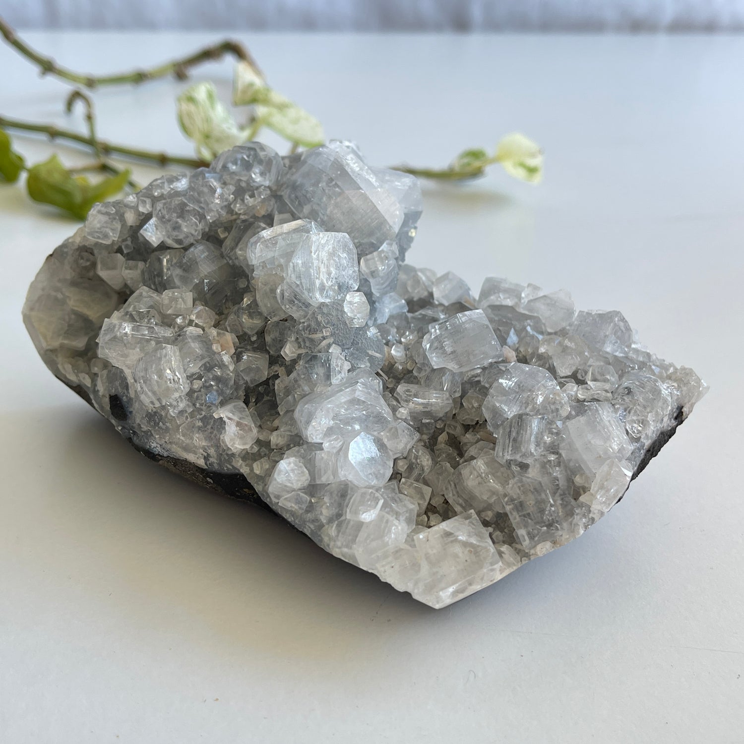 Apophyllite Cluster 888g