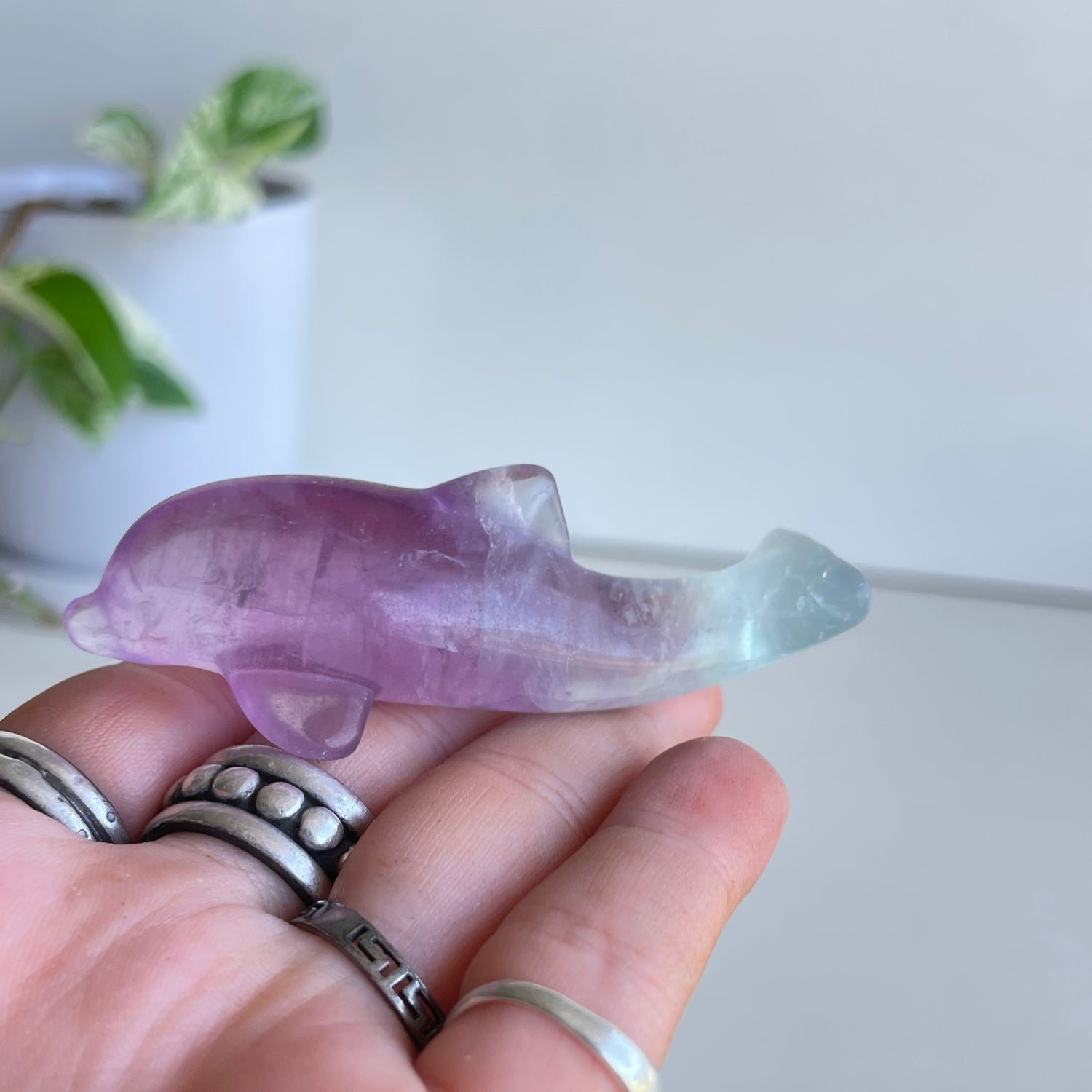 Fluorite Dolphin