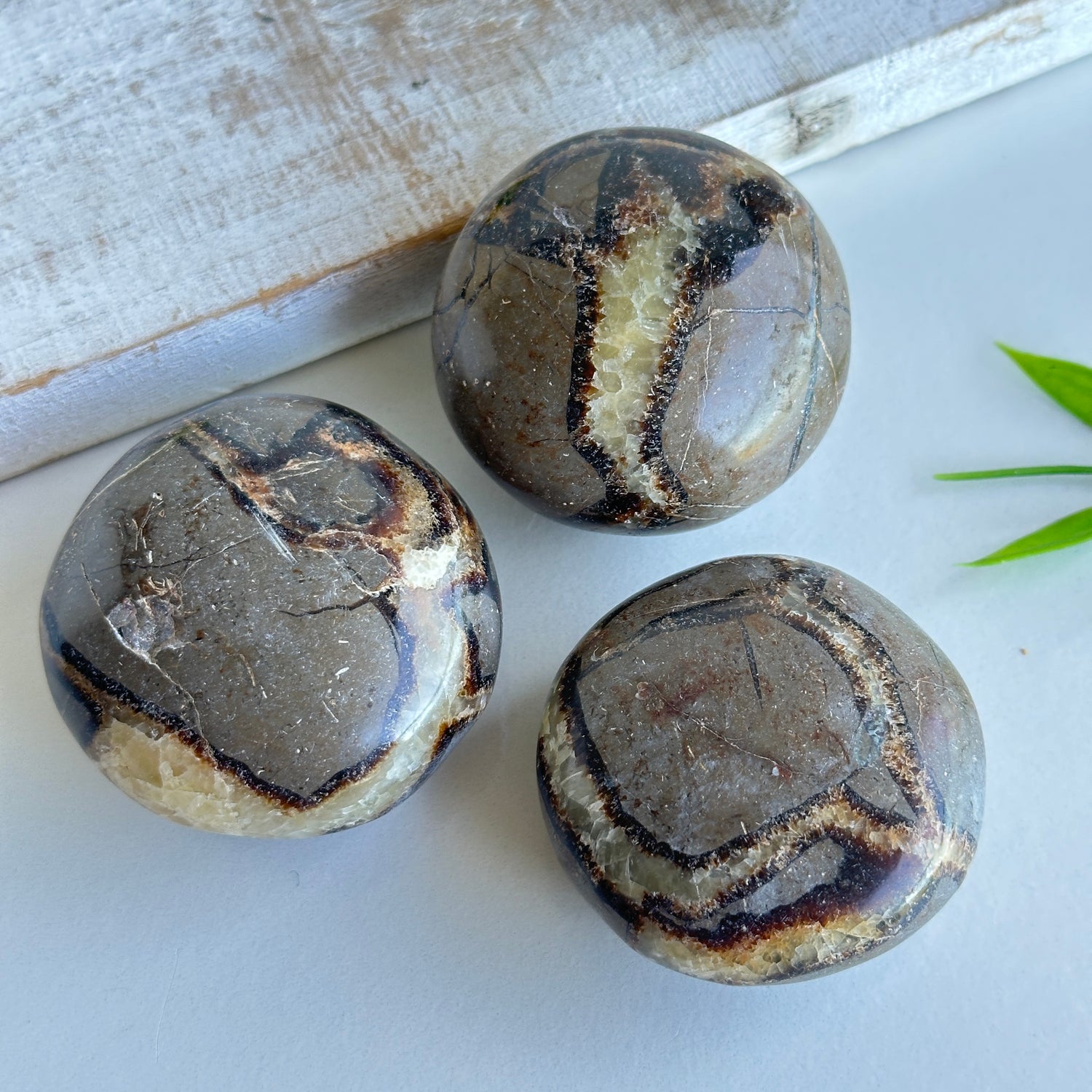 Septarian Palmstone Small