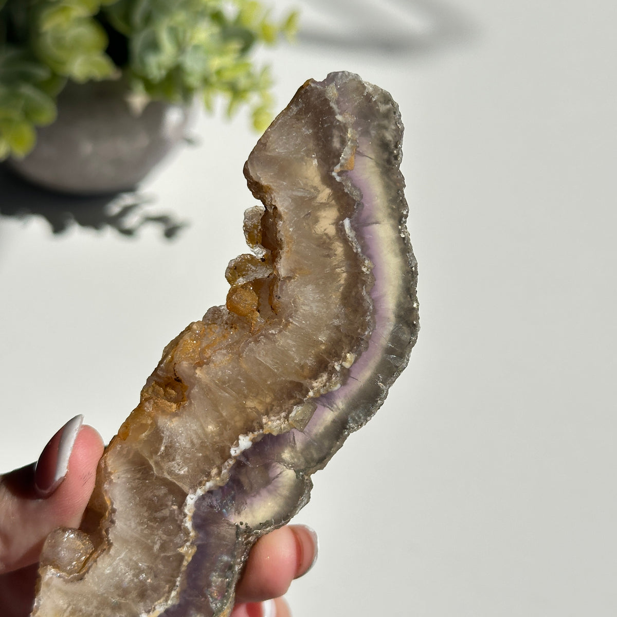 Fluorite With Pyrite Slice 180g