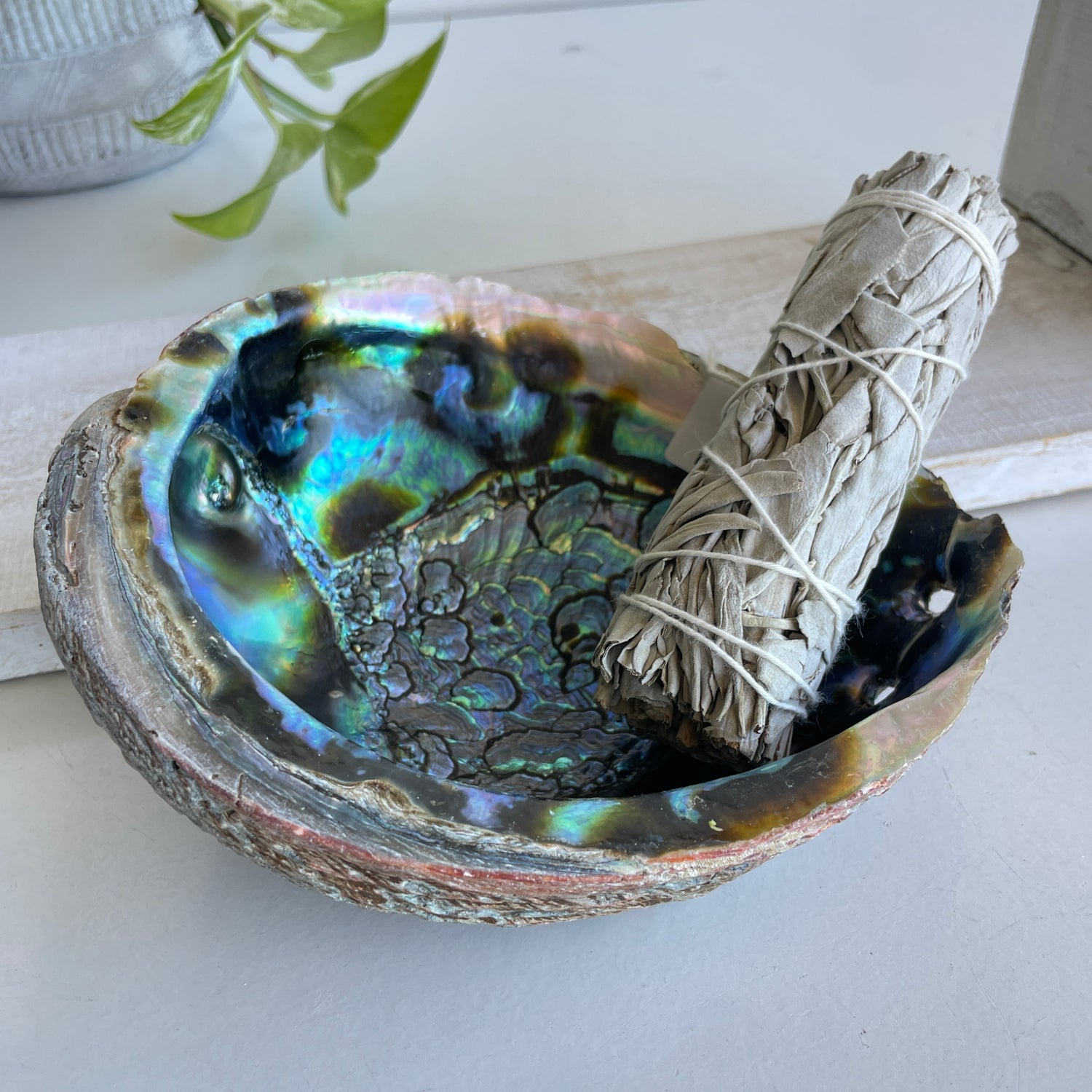 Abalone Shell