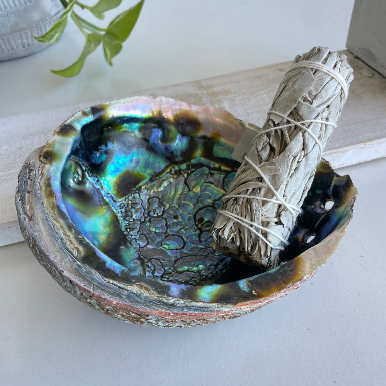 Abalone Shell