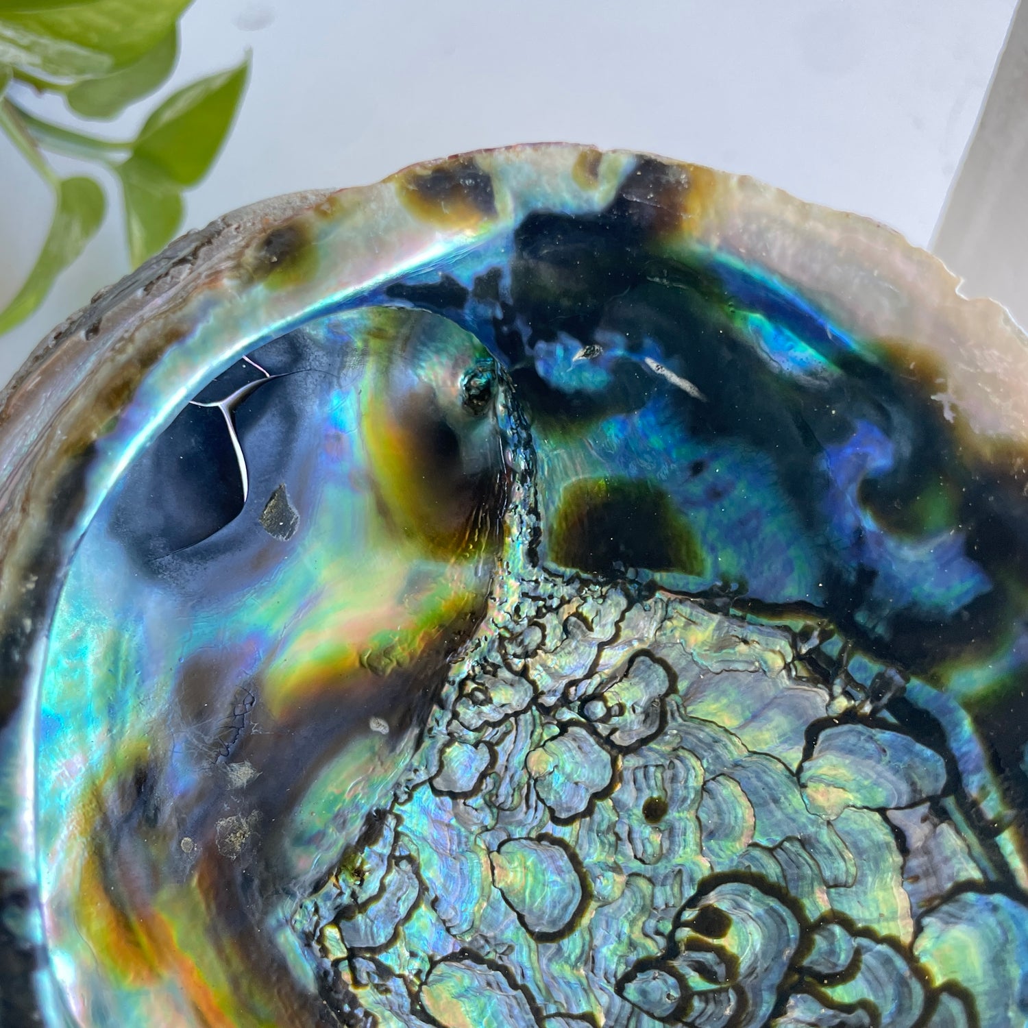 Abalone Shell