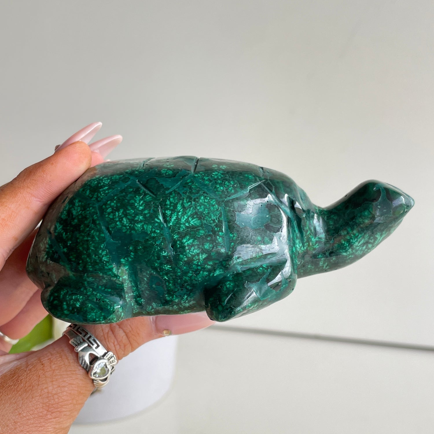 Malachite Turtle 11.5cm