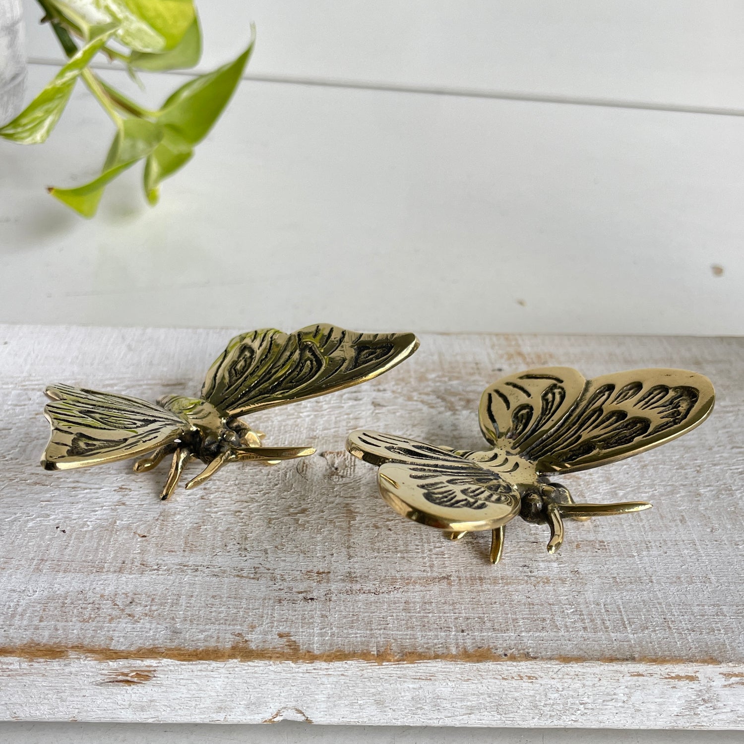 Brass Butterfly BR48i