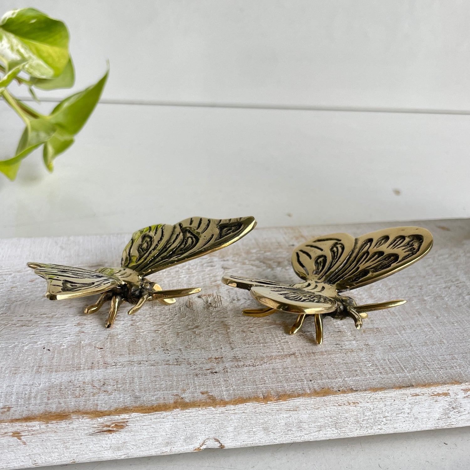 Brass Butterfly BR48i