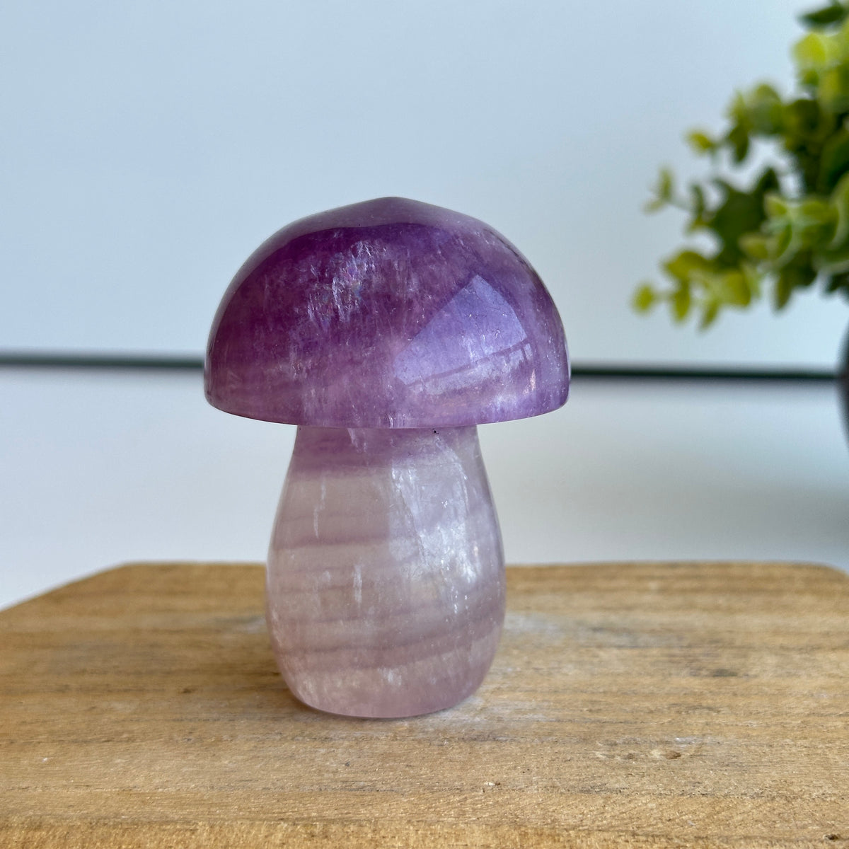 Fluorite Mushroom 7cm