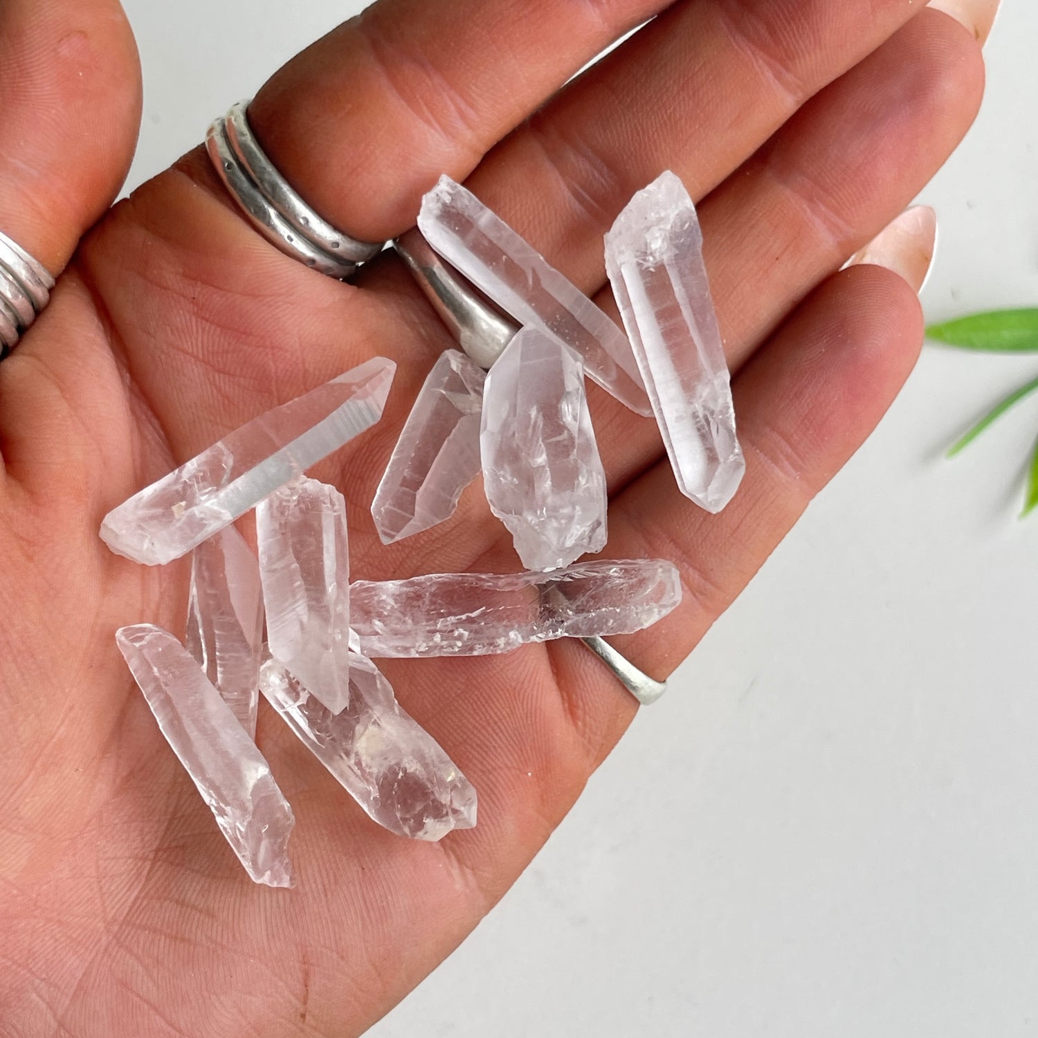 Lemurian Tiny Point