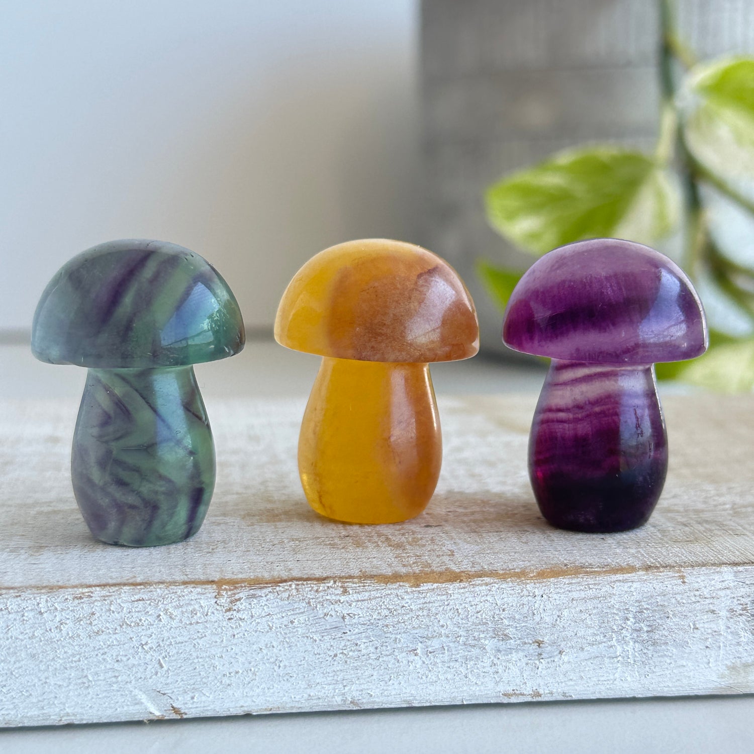 Fluorite Mushroom Small Assorted