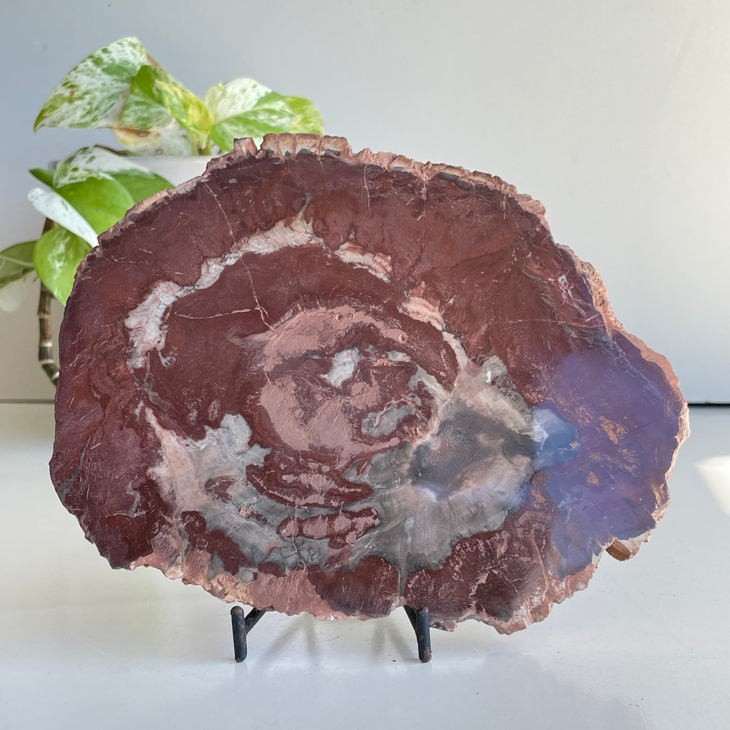 Petrified Wood Slice 860g