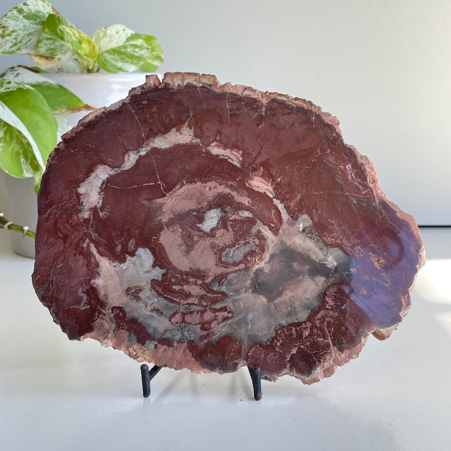 Petrified Wood Slice 860g