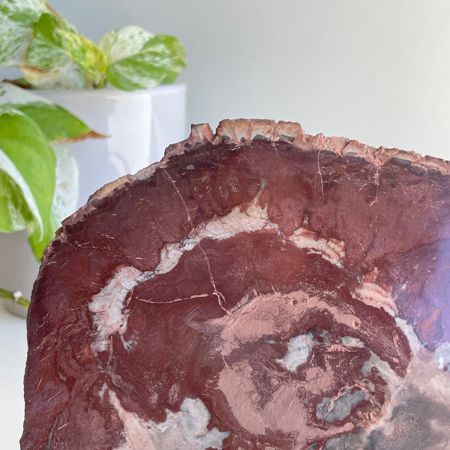 Petrified Wood Slice 860g