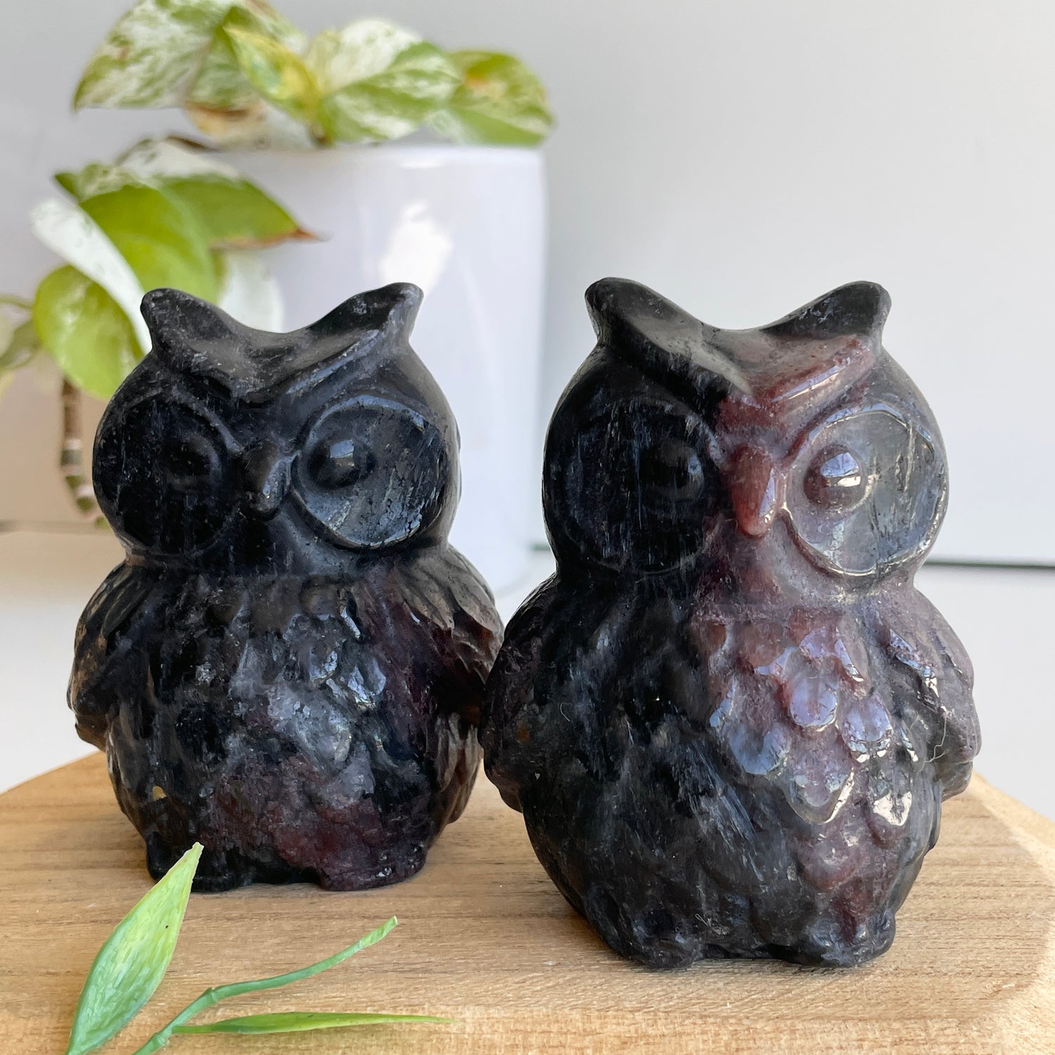 Garnet Owl
