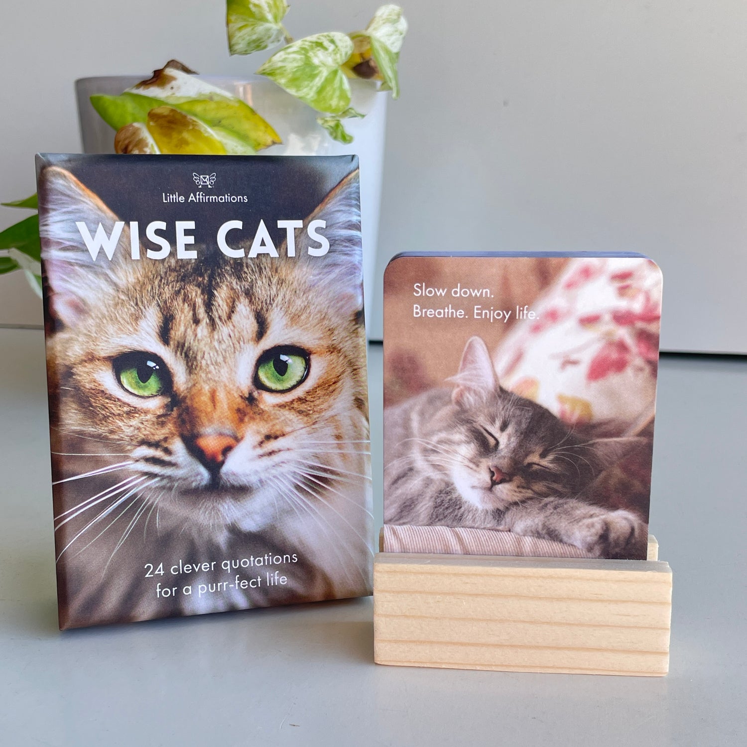 Wise Cats Affirmation Cards