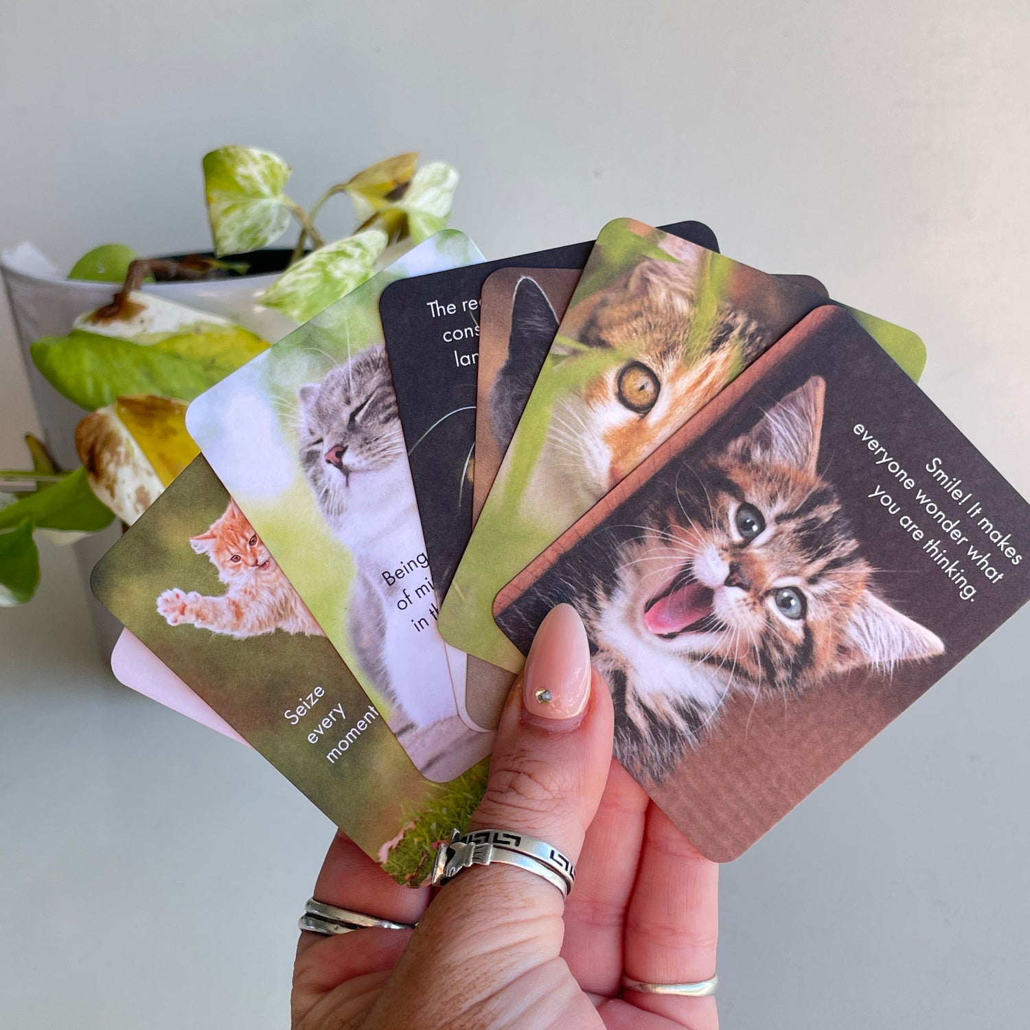 Wise Cats Affirmation Cards