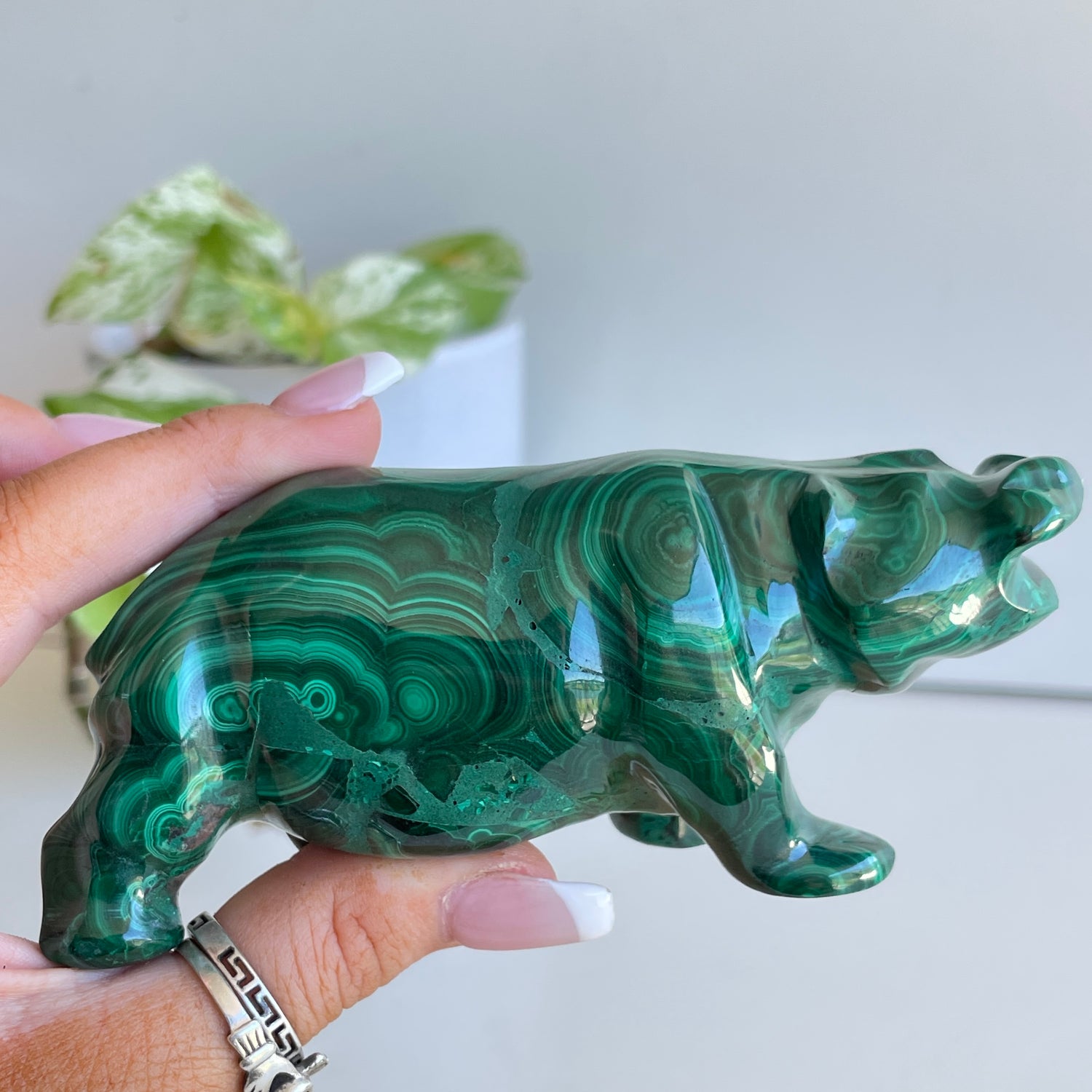 Malachite Hippo
