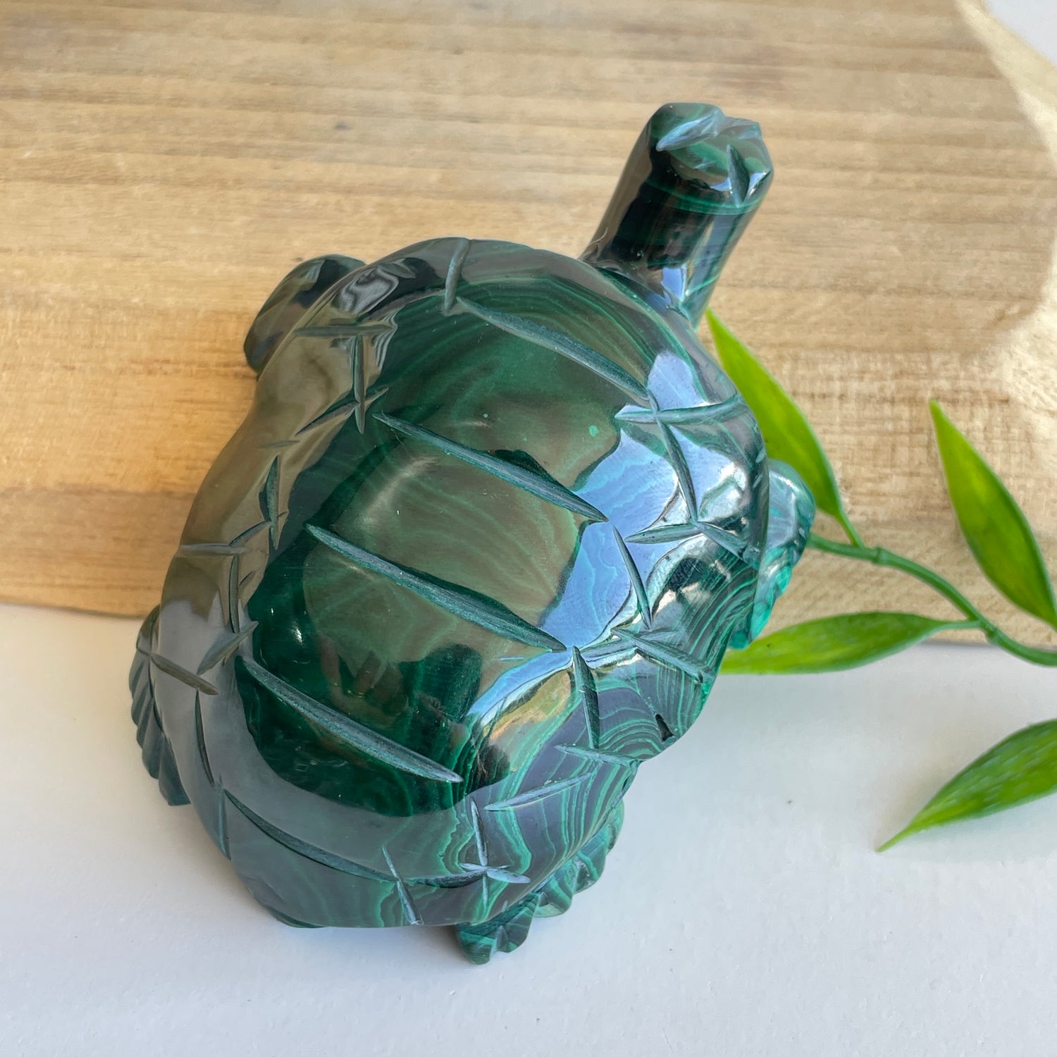 Malachite Turtle 2