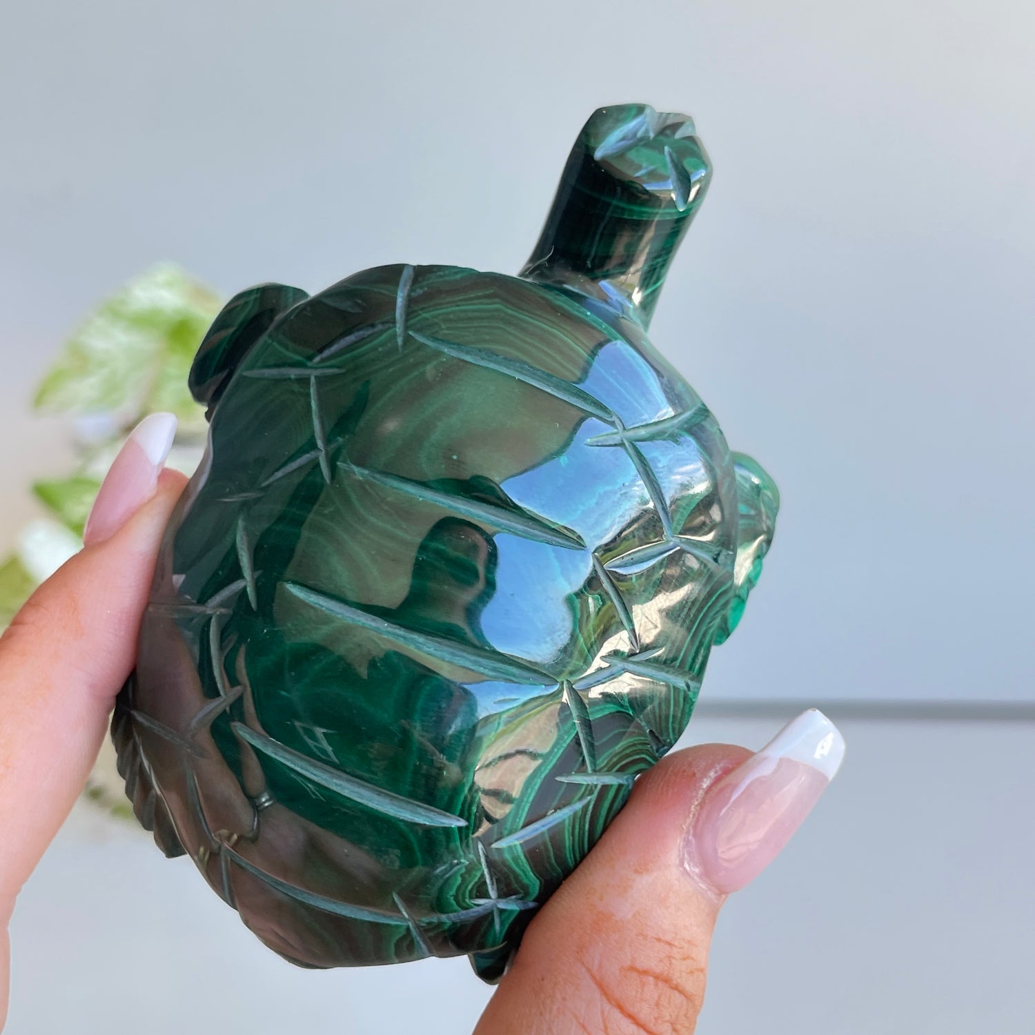 Malachite Turtle 2