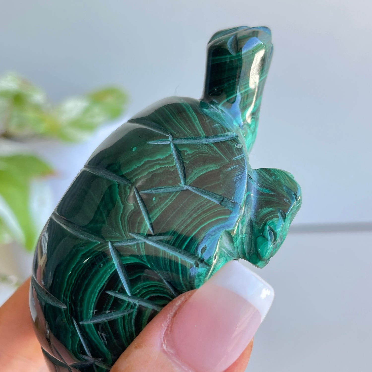 Malachite Turtle 2