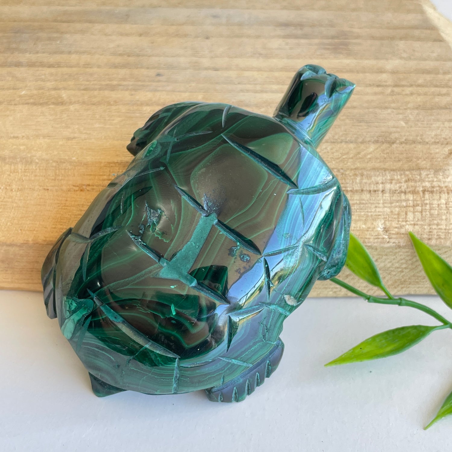 Malachite Turtle 1