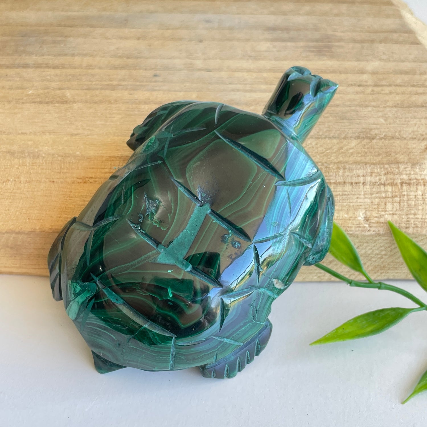 Malachite Turtle 1