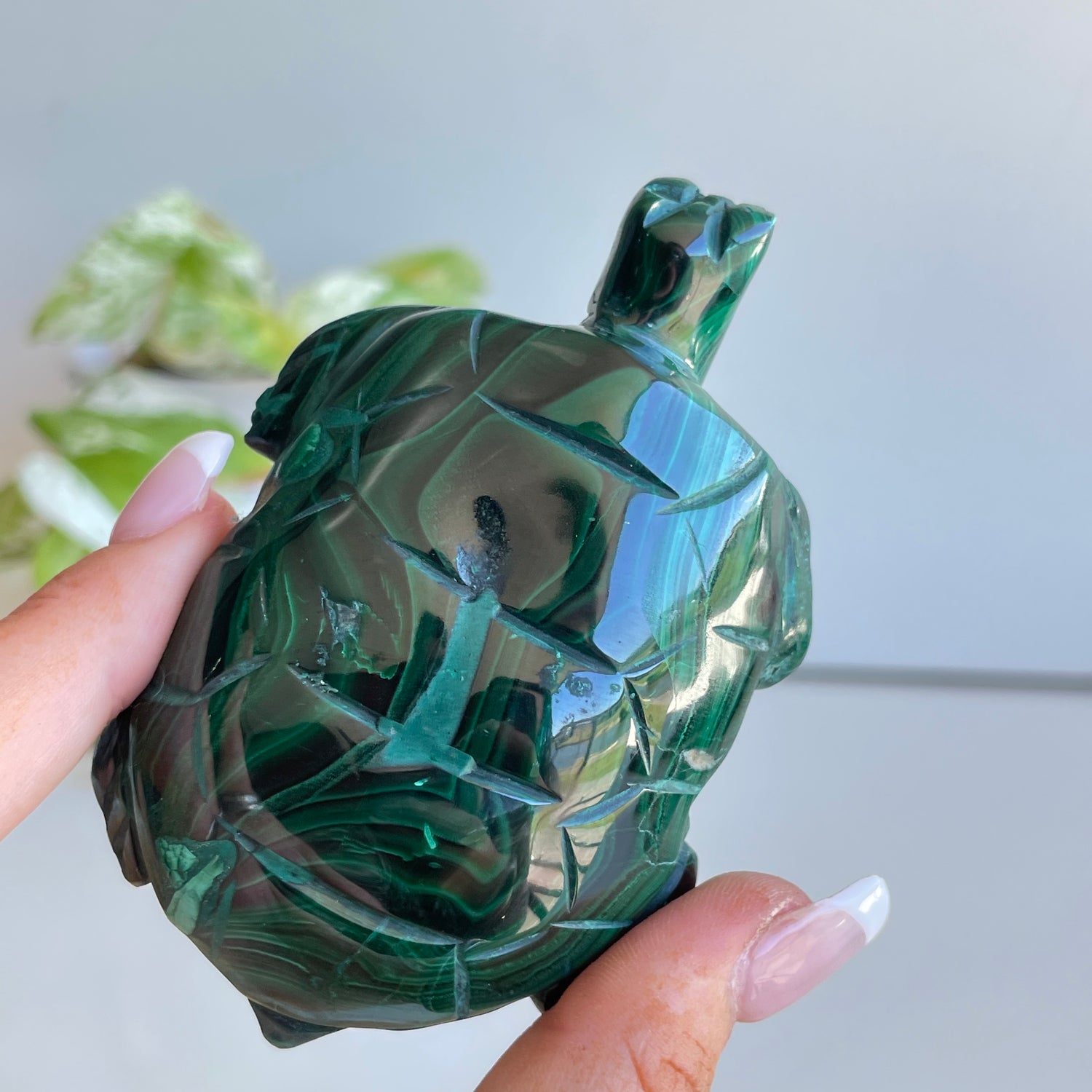 Malachite Turtle 1
