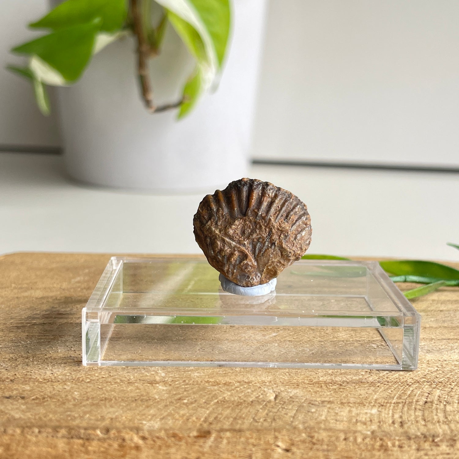 Brachiopod Fossil (Morocco)