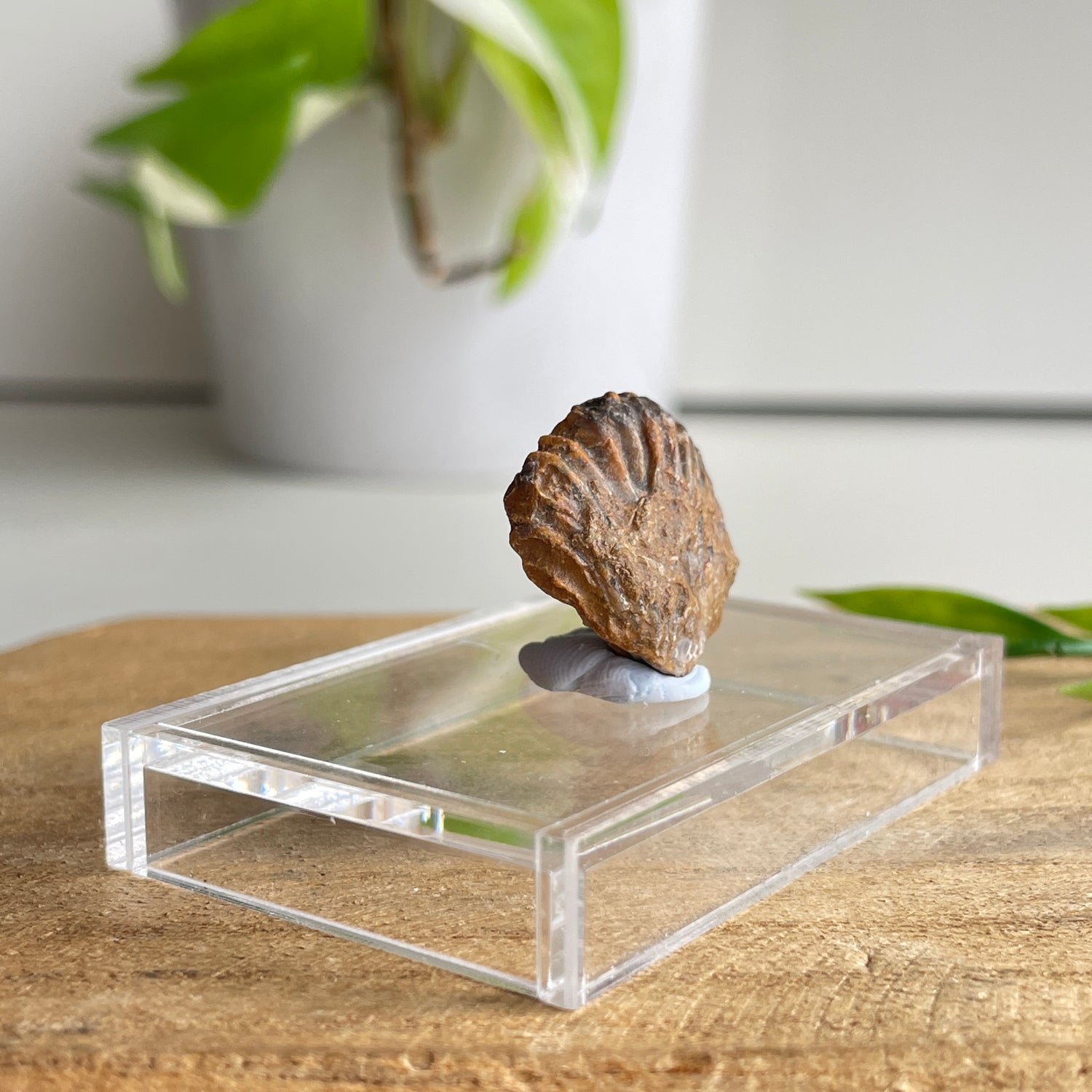 Brachiopod Fossil (Morocco)