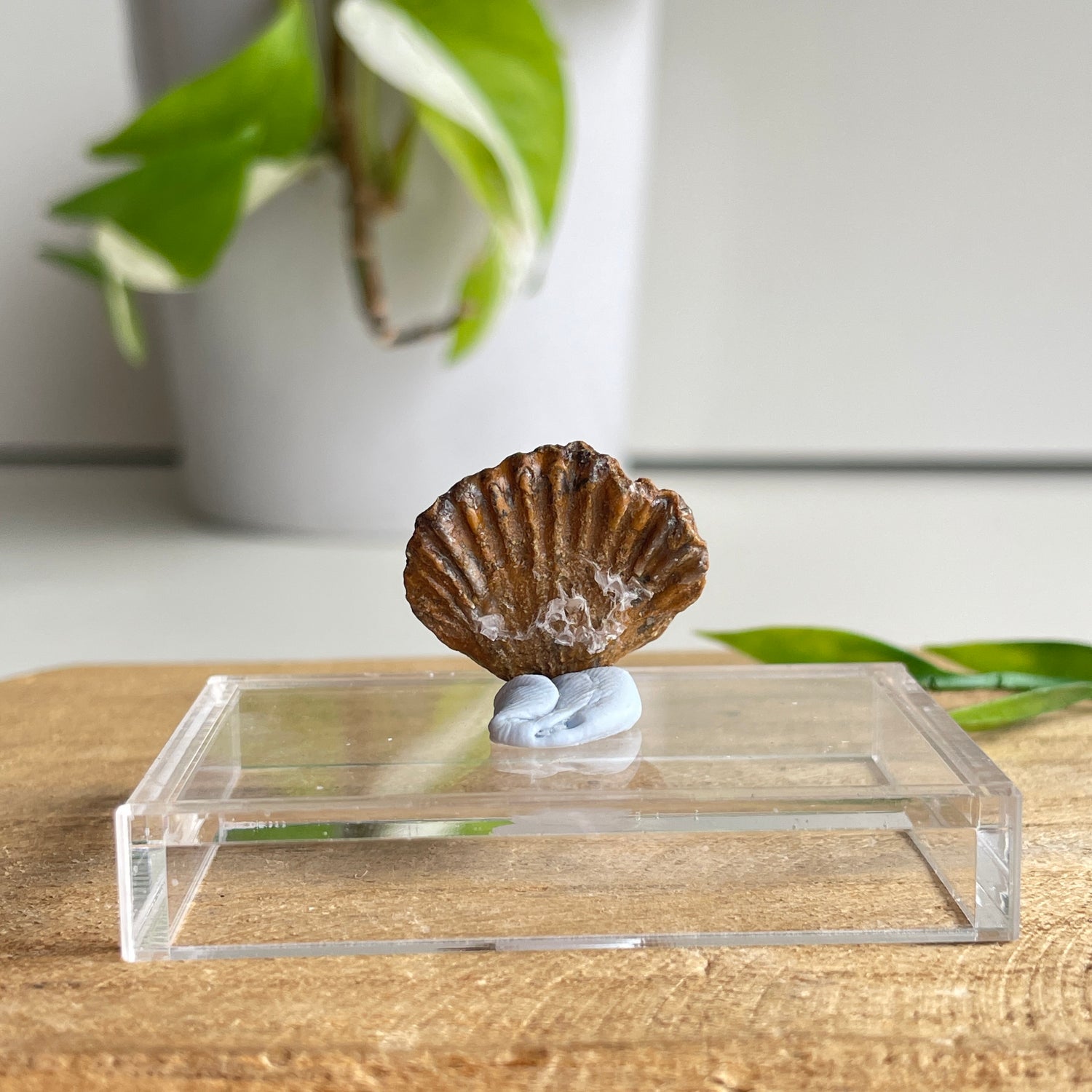 Brachiopod Fossil (Morocco)