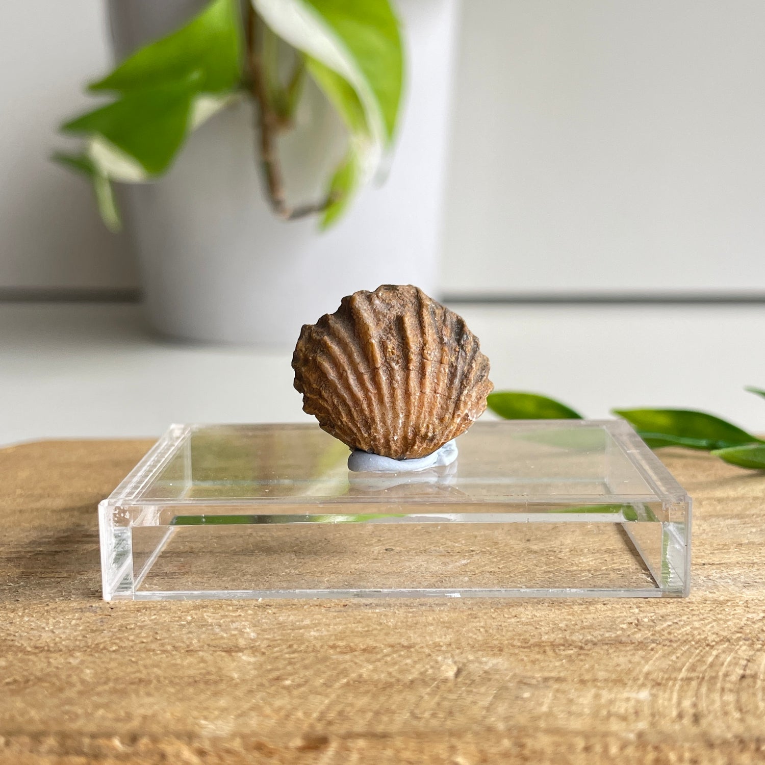 Brachiopod Fossil (Morocco)