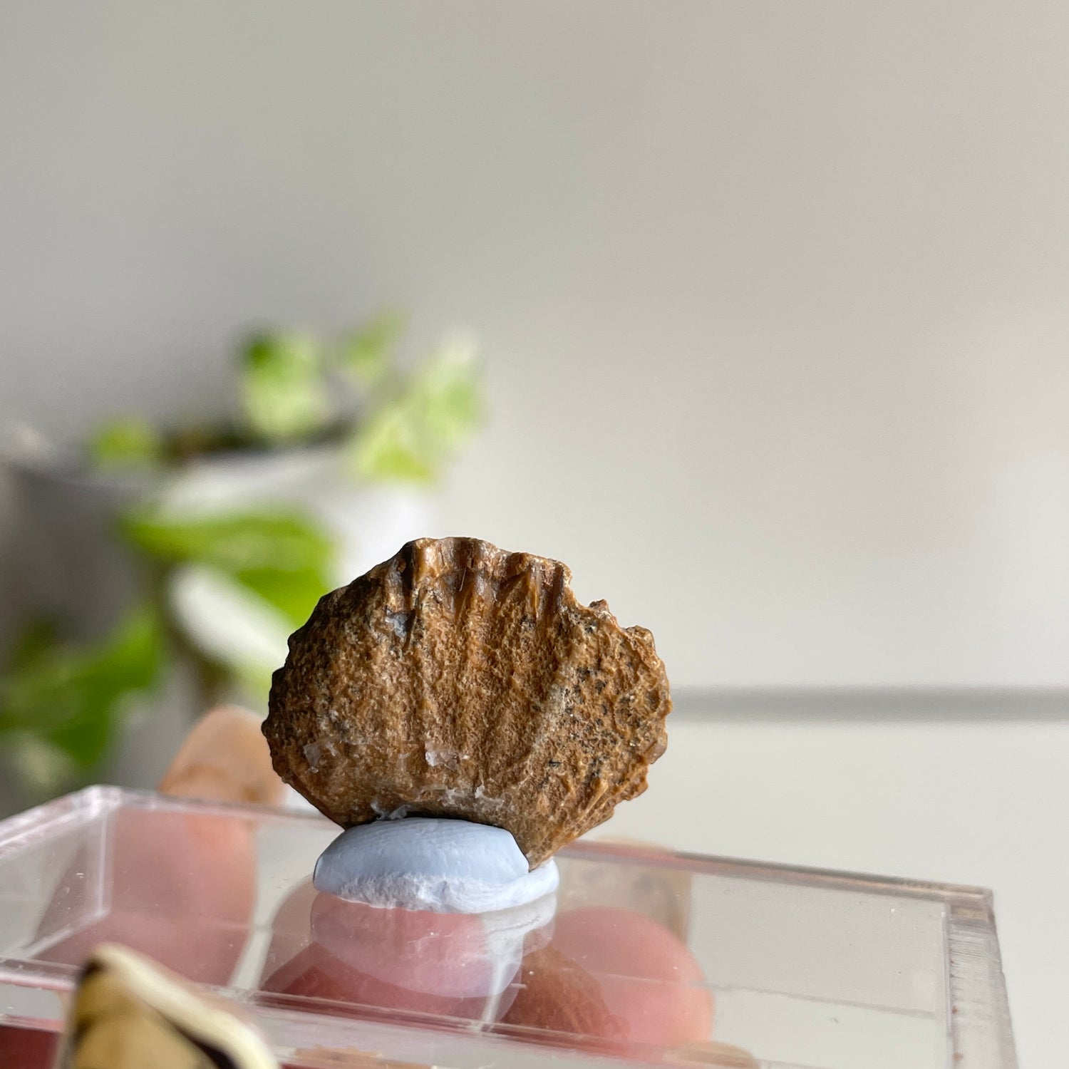 Brachiopod Fossil (Morocco)